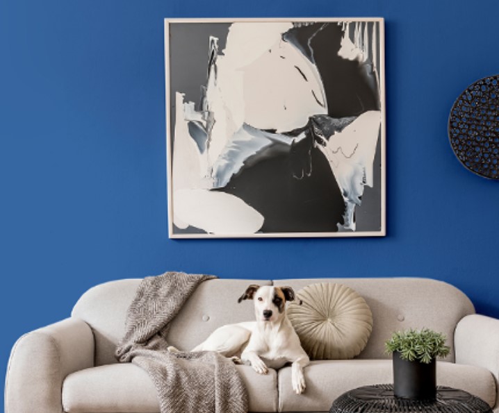 Certified pet-friendly colors for your best friend